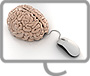 brain 